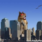 Funny-Squirrels-Funny-Squirrel-Picture-red eyed