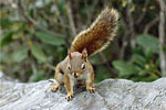red-squirrel