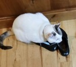 Devil Kitty: Suspect in washrag crime