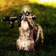Squirel with gun