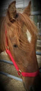 4-H trained mustang colt