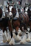 Budweiser Clydesdale on display--gentle giants