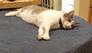King Satch relaxing on piano throne