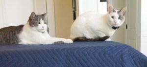 Vassal, Little Kitty, pays homage to King Satch