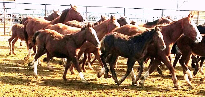 Captives from the wild