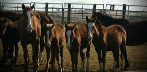 Horses up for adoption