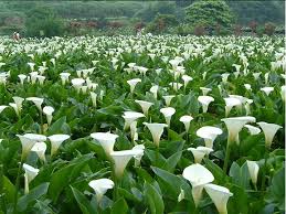 field of lilies.jpg