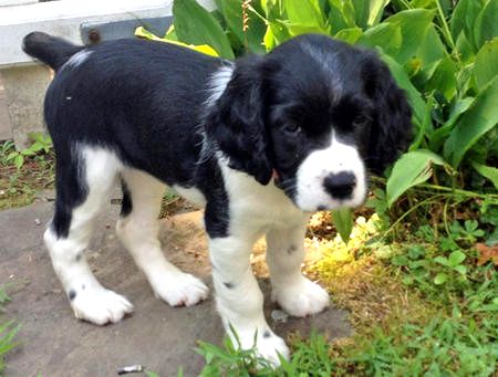 black-english-springer-spaniel-puppies-dakota-the-english-springer-spaniel-puppies-daily-puppy